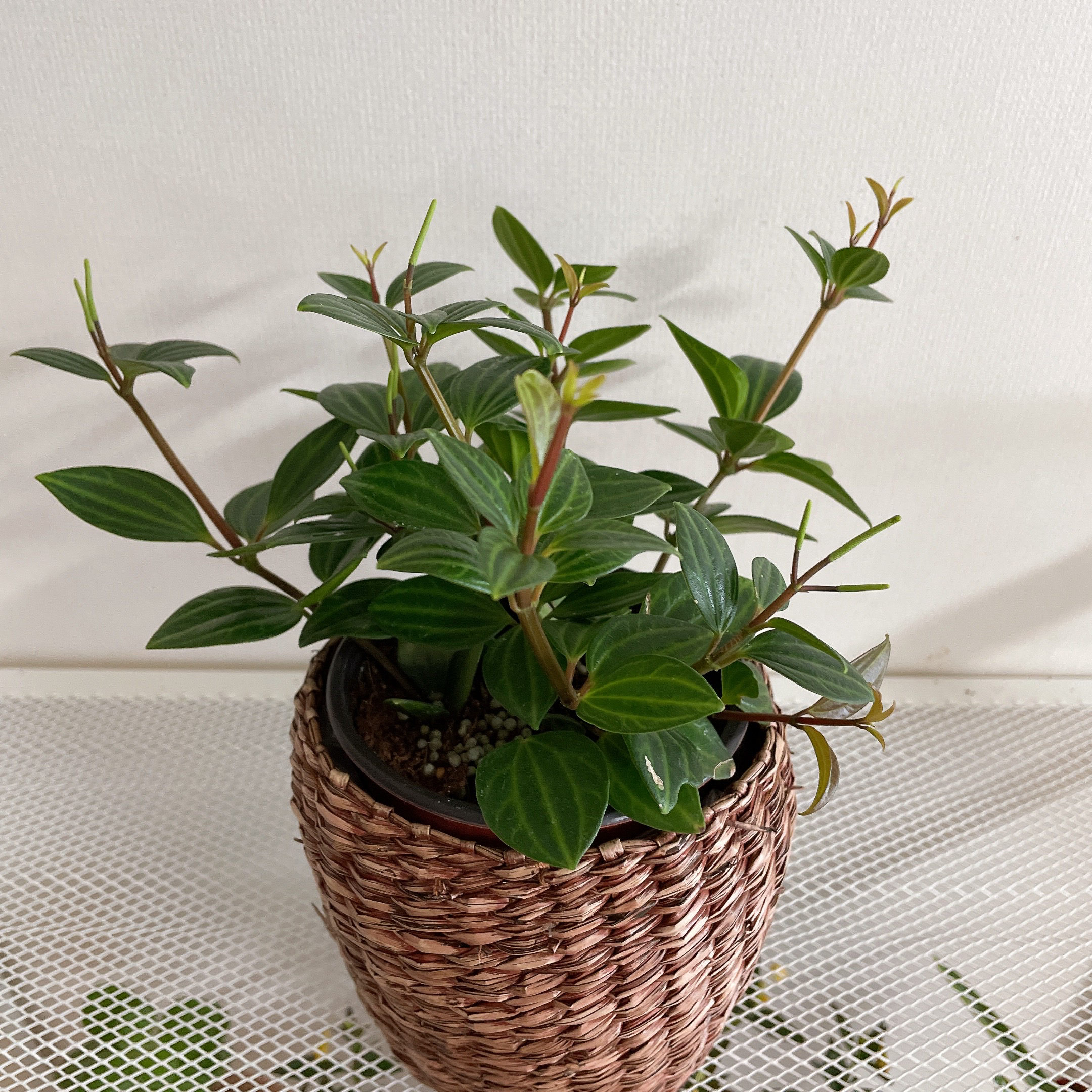 Healthy Beetle Peperomia plant in a woven basket with vibrant green leaves.