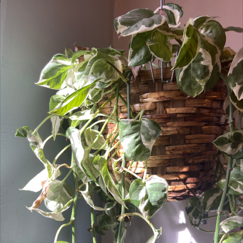 Pothos N' Joy plant in a hanging basket with variegated leaves, some yellowing and browning.
