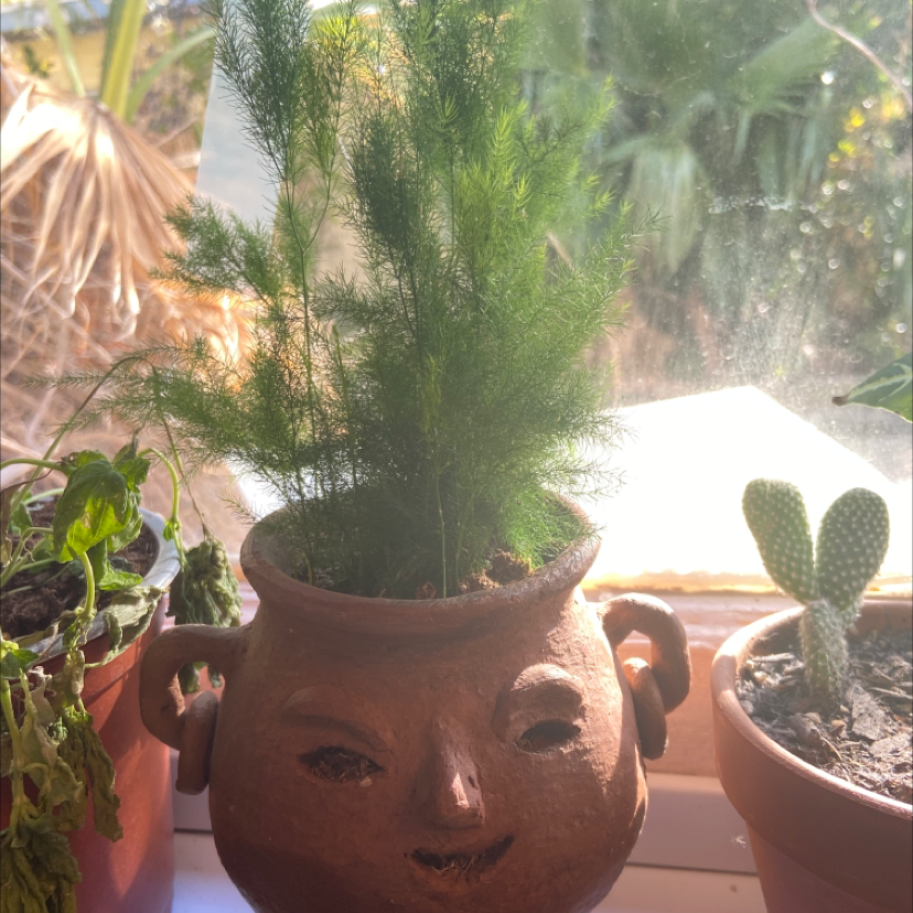 Healthy, lush asparagus fern in a terracotta pot on a sunny window sill, surrounded by small cactus plants.