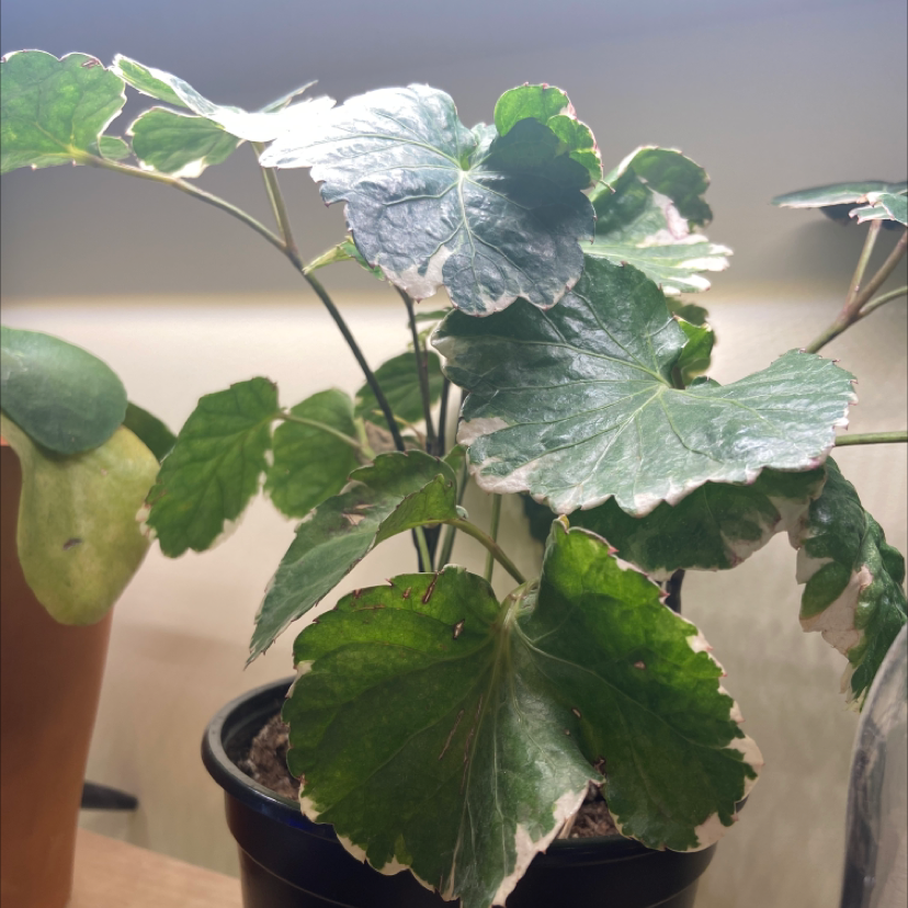 Fabian Aralia plant in a pot with mostly healthy leaves and minor edge discoloration.