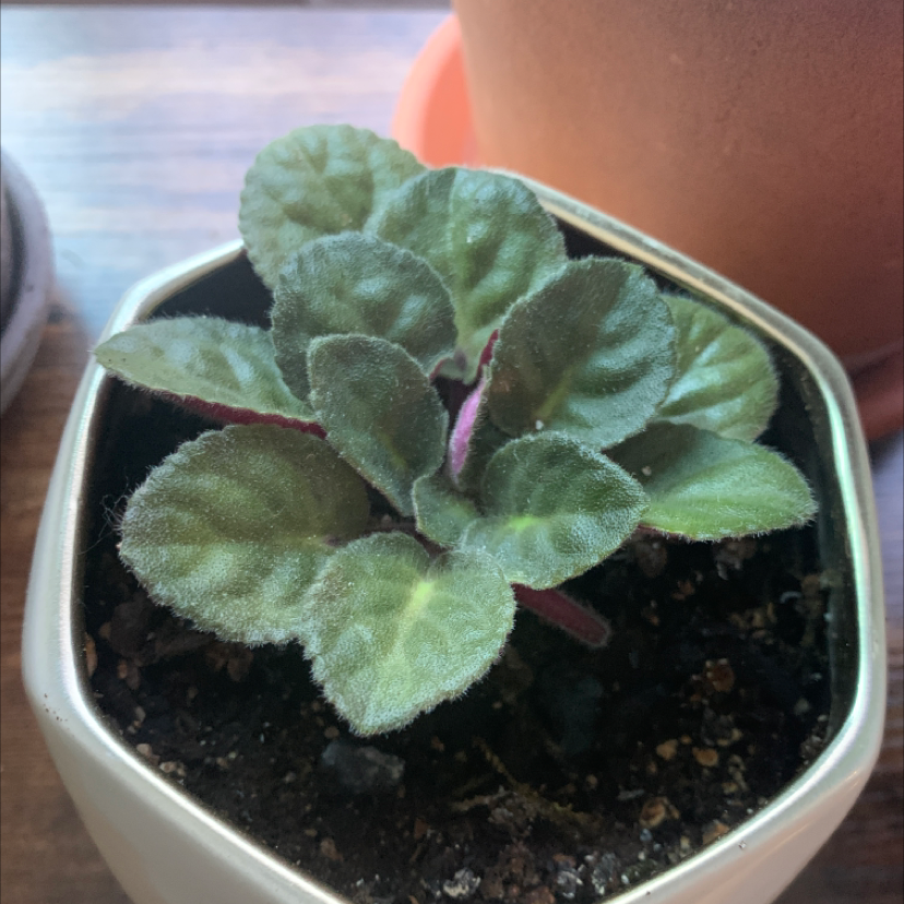 African Violet plant photo by @princess.vita named Gibb on Greg, the plant care app.