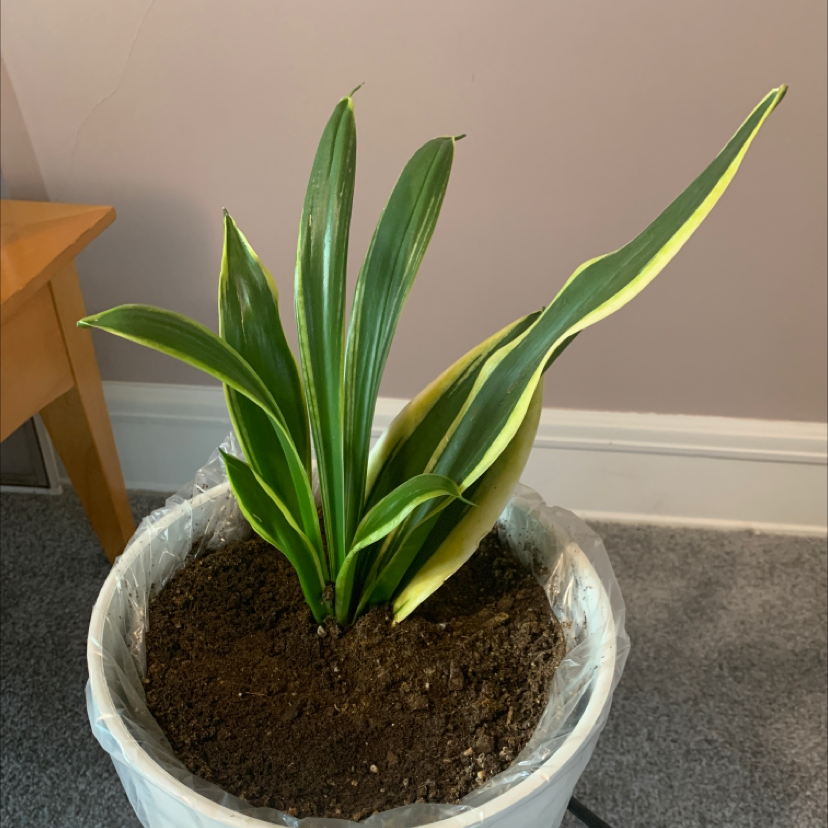 Sansevieria 'Lauren' plant in a pot with visible soil and vibrant green leaves.