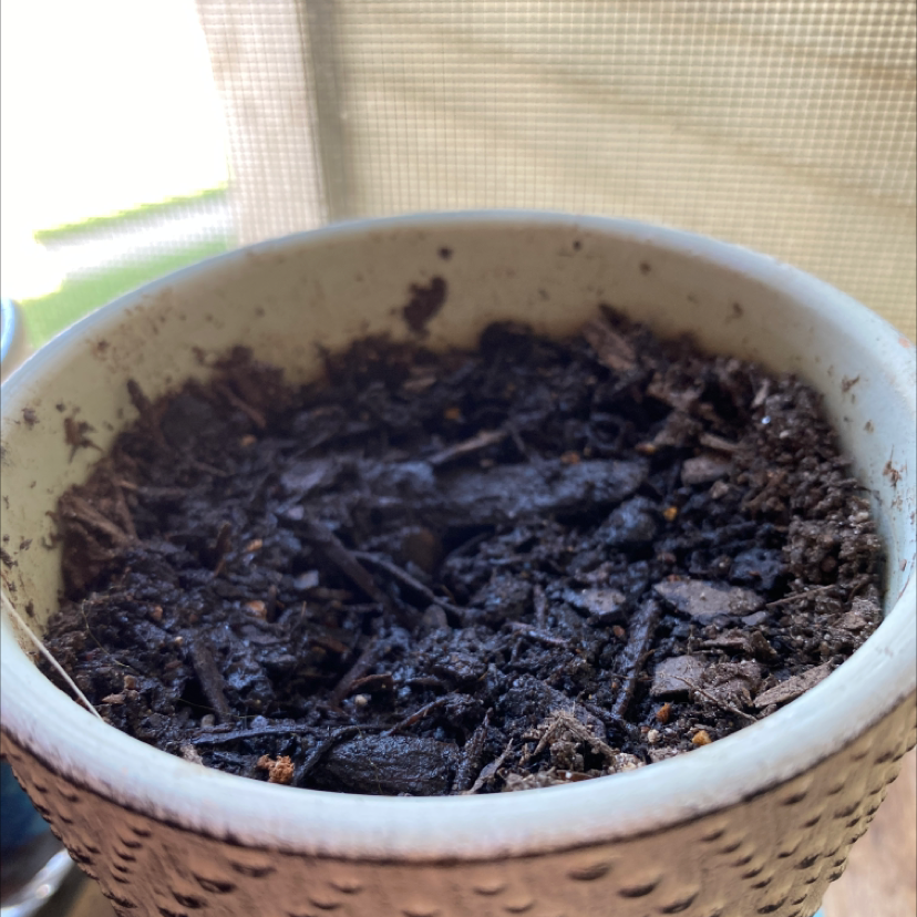 Photo of the plant species Tall Poppymallow by Carolina named Winnie on Greg, the plant care app