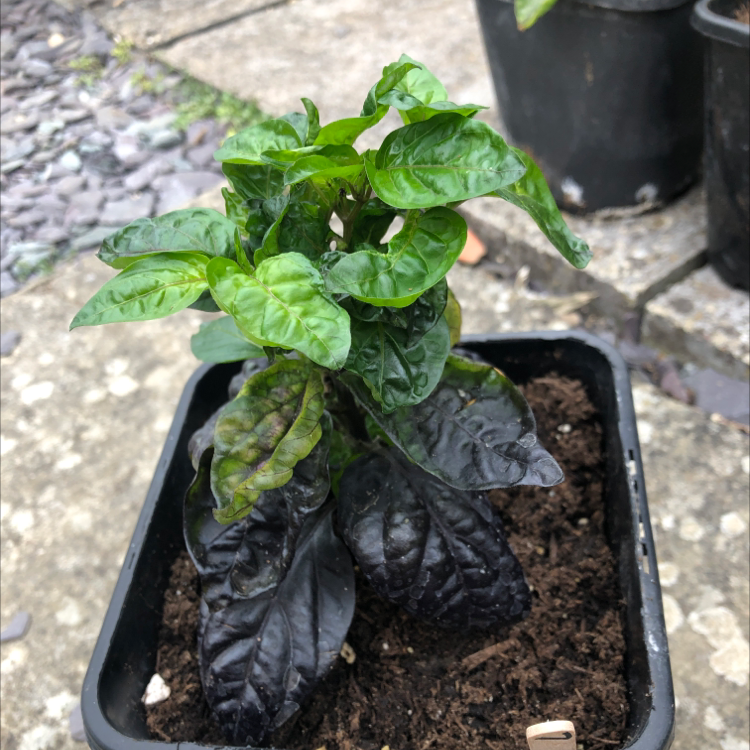 Pepper Plant plant photo by Simon named Blue Christmas Chill on Greg, the plant care app.