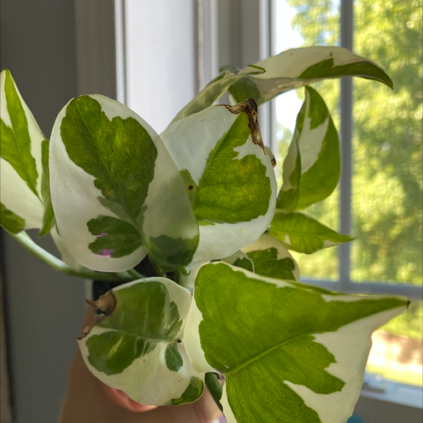 A healthy Japanese Poinsettia plant with variegated green and white leaves, held up by a hand in front of a bright window.