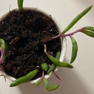 String of Pickles plant in Somewhere on Earth
