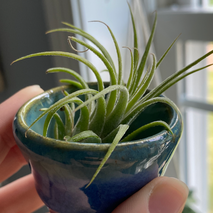 Photo of the plant species Buckhorn Plantain by @Zoe named Zion on Greg, the plant care app