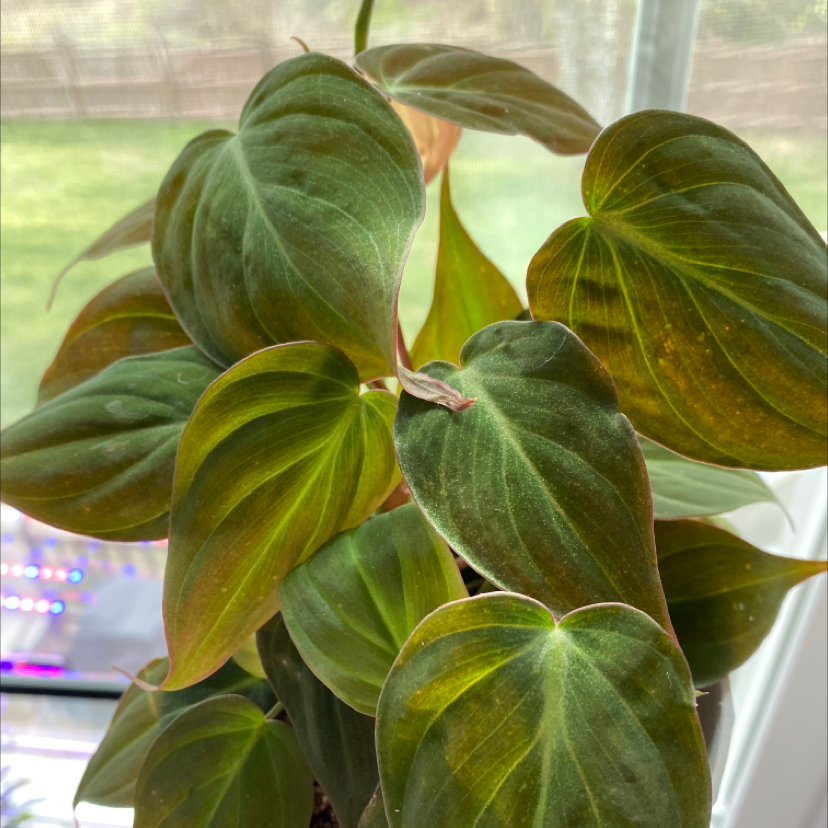 Philodendron Micans plant with heart-shaped leaves near a window.