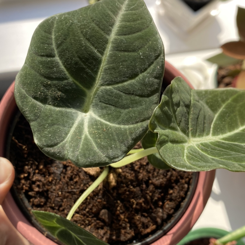 Black Velvet Alocasia plant in a pot with dark green leaves and prominent white veins.