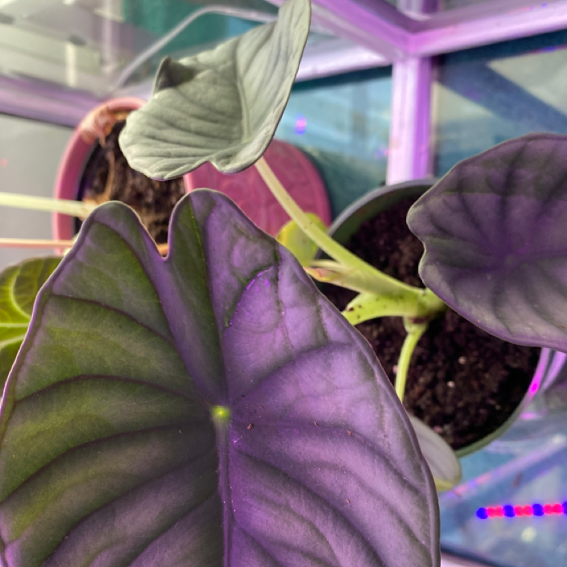 Alocasia nebula 'Imperialis' plant with large, dark green and purple leaves. Soil visible.