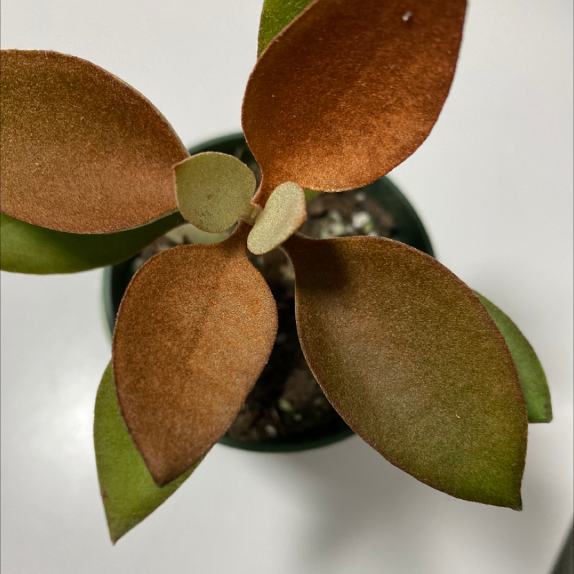 Copper Spoons plant with thick, spoon-shaped leaves in a small pot.