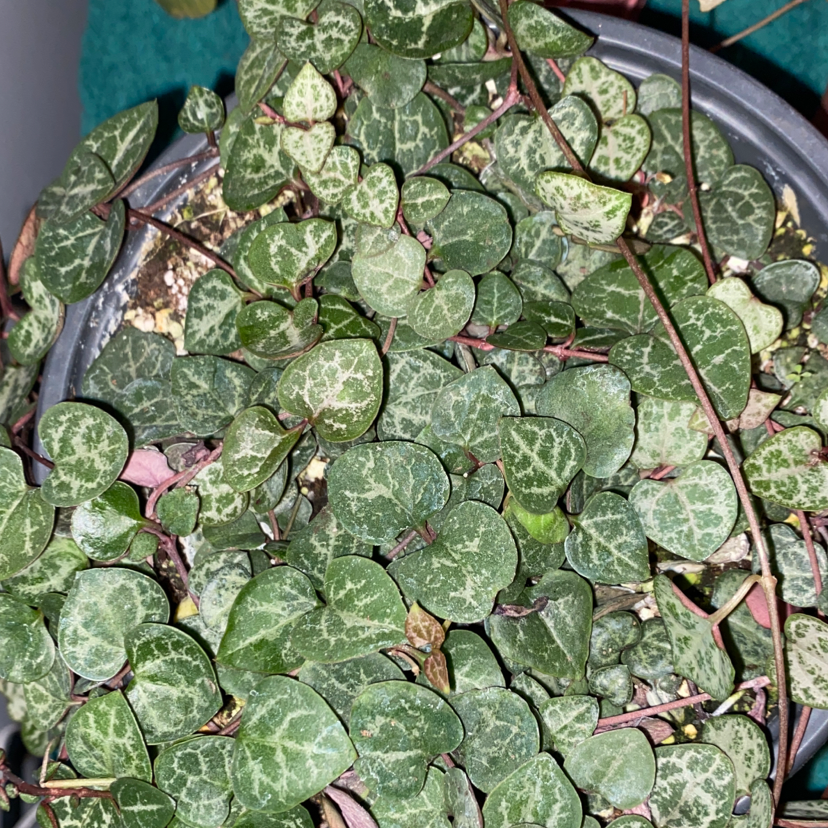 String of Hearts plant with heart-shaped leaves in a pot with visible soil.