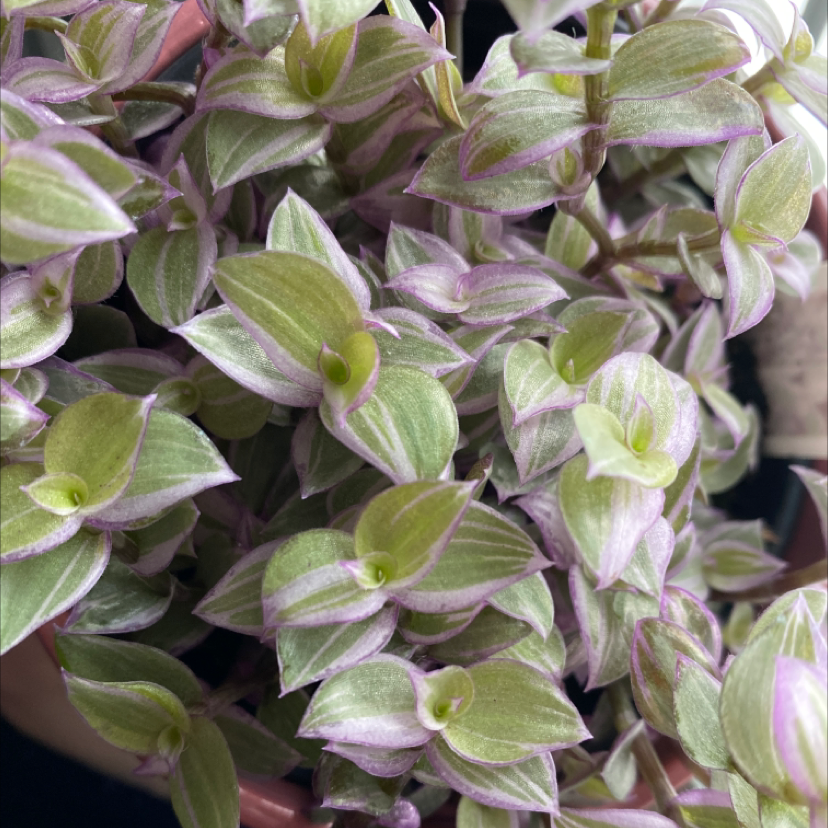 Close-up of a healthy variegated Creeping Inch Plant with pink, white and green oval leaves. The plant appears lush and full.