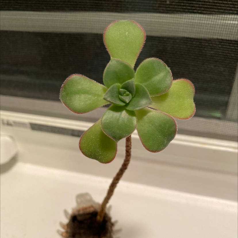 Photo of the plant species Green Pinwheel by @Zoe named Gaiman on Greg, the plant care app