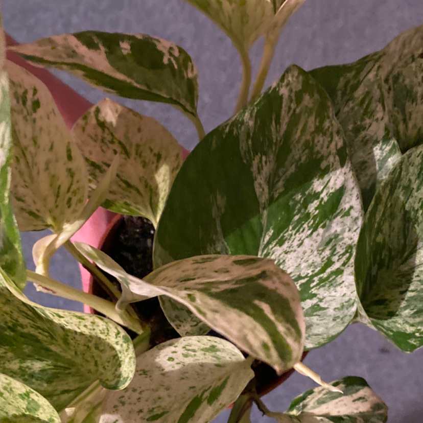 Snow Queen Pothos plant with variegated leaves, well-framed and healthy.
