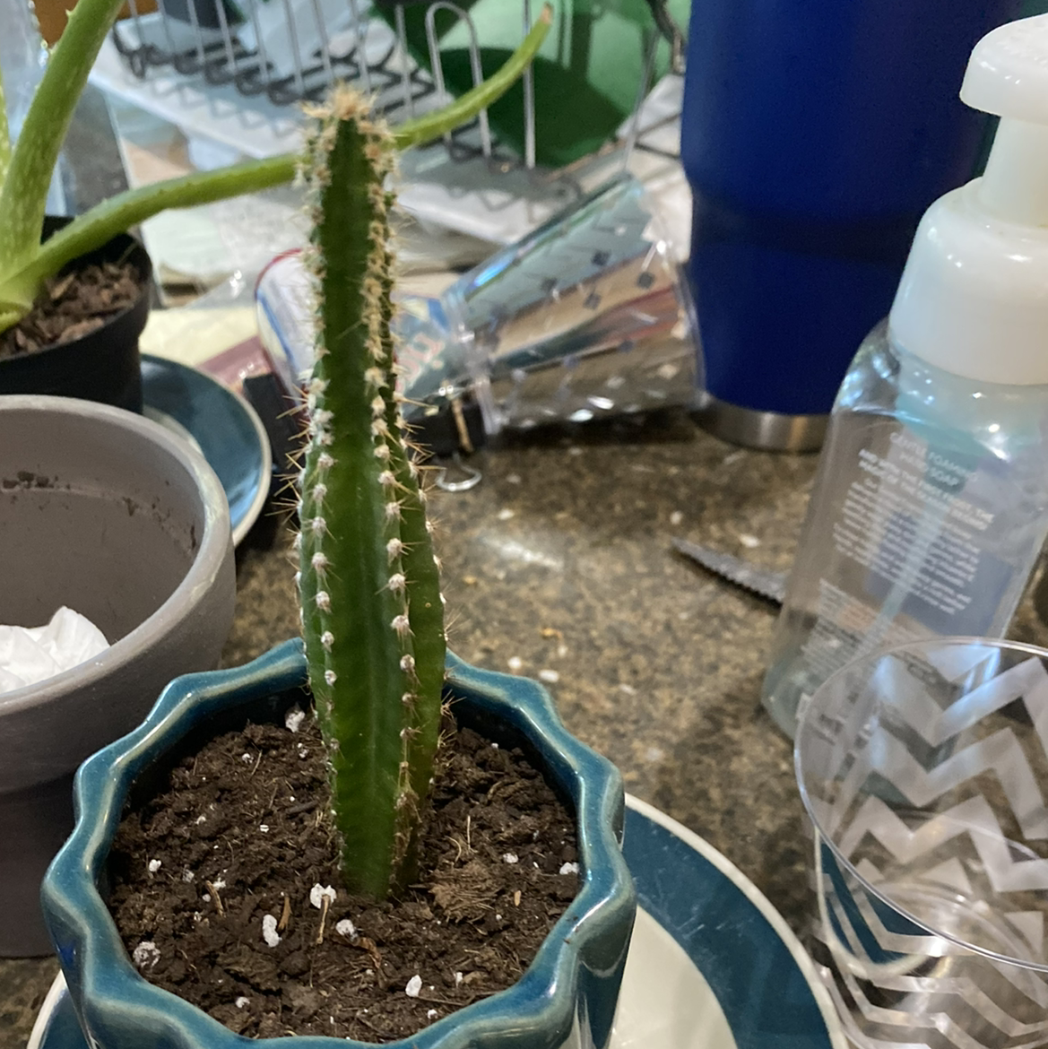 Photo of the plant species Espostoa blossfeldiorum by Ava named ernie on Greg, the plant care app