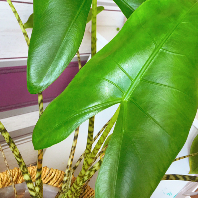 Spiderwort plant photo by @MaisiesGreenOasis13 named Your plant on Greg, the plant care app.