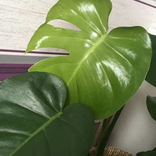 Monstera plant photo by @MaisiesGreenOasis13 named Cheesy on Greg, the plant care app.