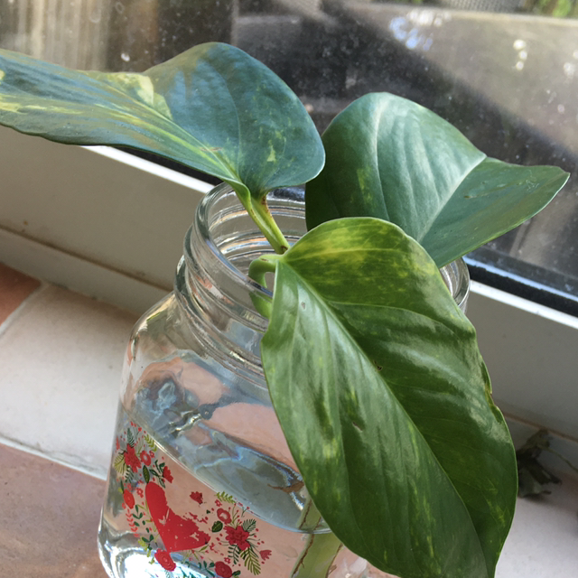 Taro Vine plant photo by @MaisiesGreenOasis13 named Your plant on Greg, the plant care app.