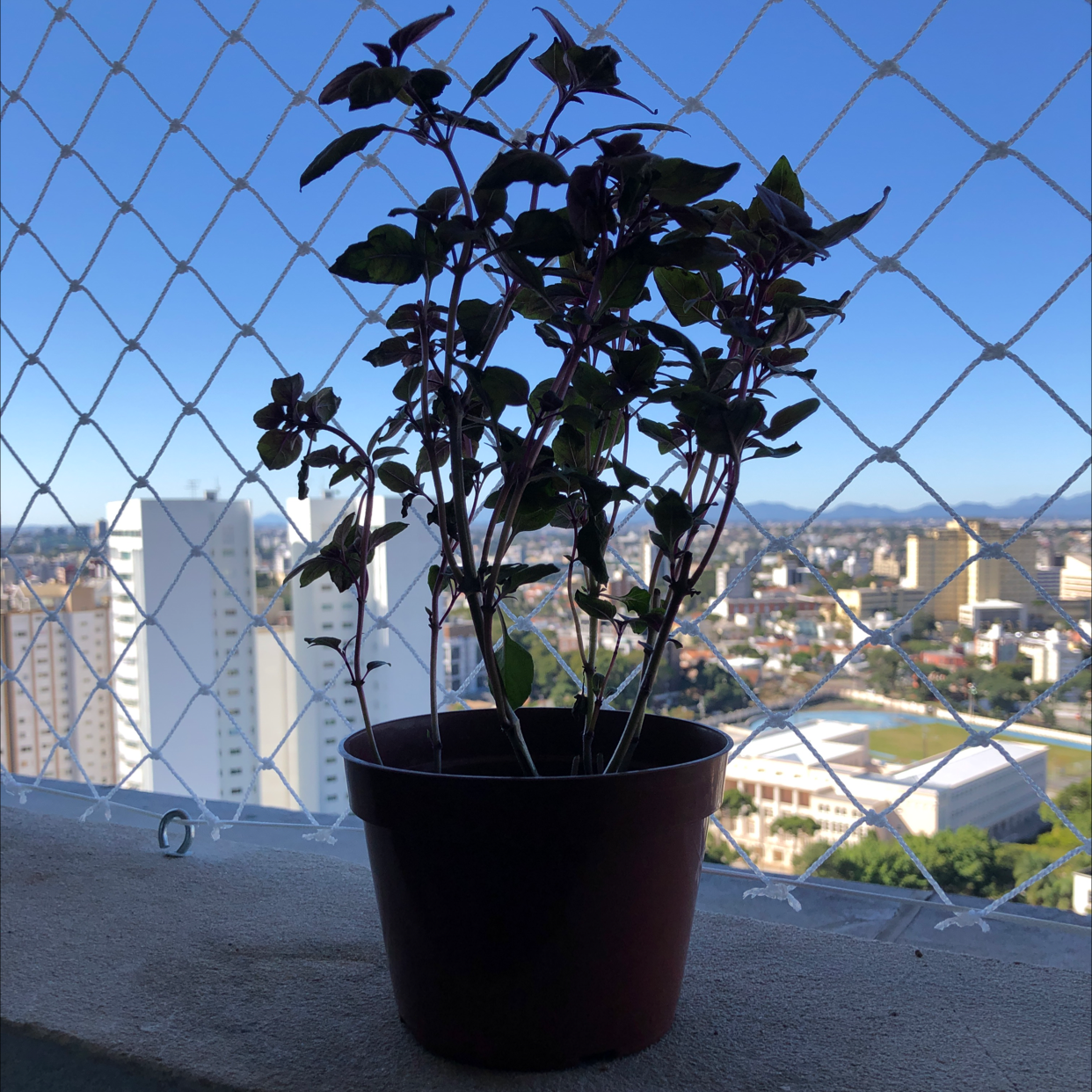 Photo of the plant species Basil Purple Ruffles by @andrikreusch named Manjericão on Greg, the plant care app