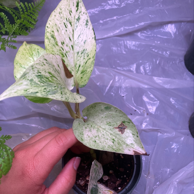 Photo of the plant species Mexican Spoon Plant by @Shelbigal named Your plant on Greg, the plant care app