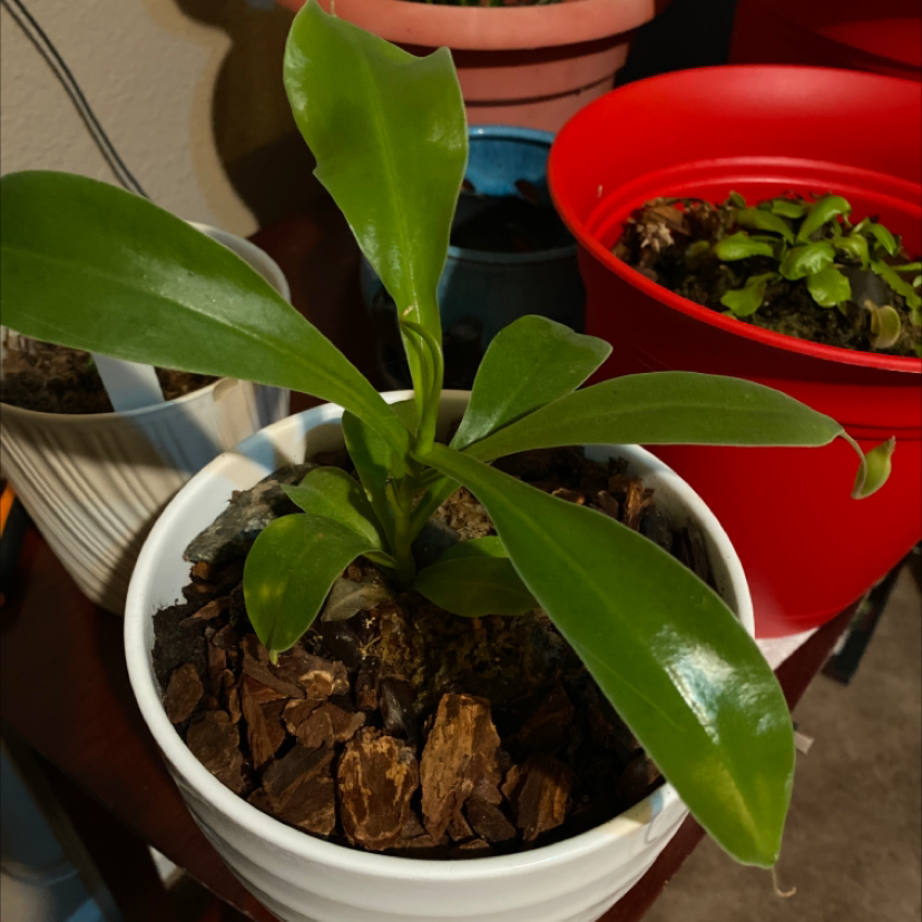 Healthy Tropical Pitcher Plant in a white pot with visible soil and bark.