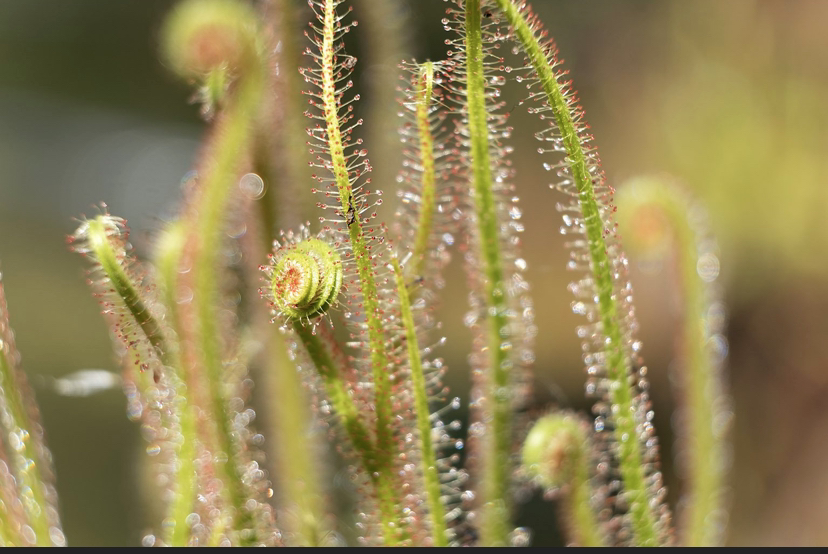 Photo of the plant species Filiformis by @Bsquared named Zeus on Greg, the plant care app