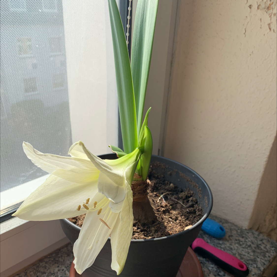Barbosa Lily in a pot near a window with a large white flower and green leaves.