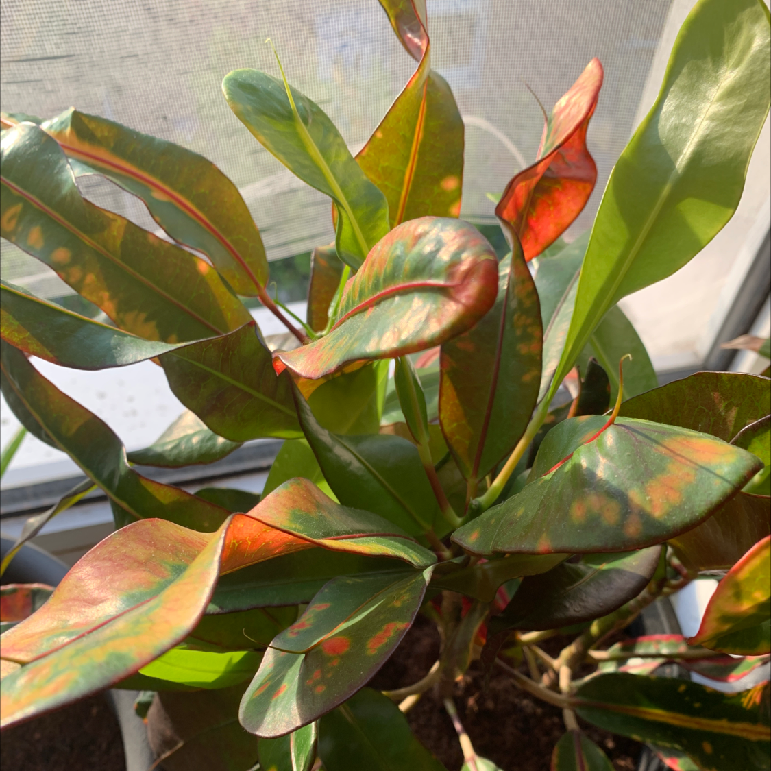 Photo of the plant species Croton Mammy by @Wardoo named Keanu Leaves on Greg, the plant care app