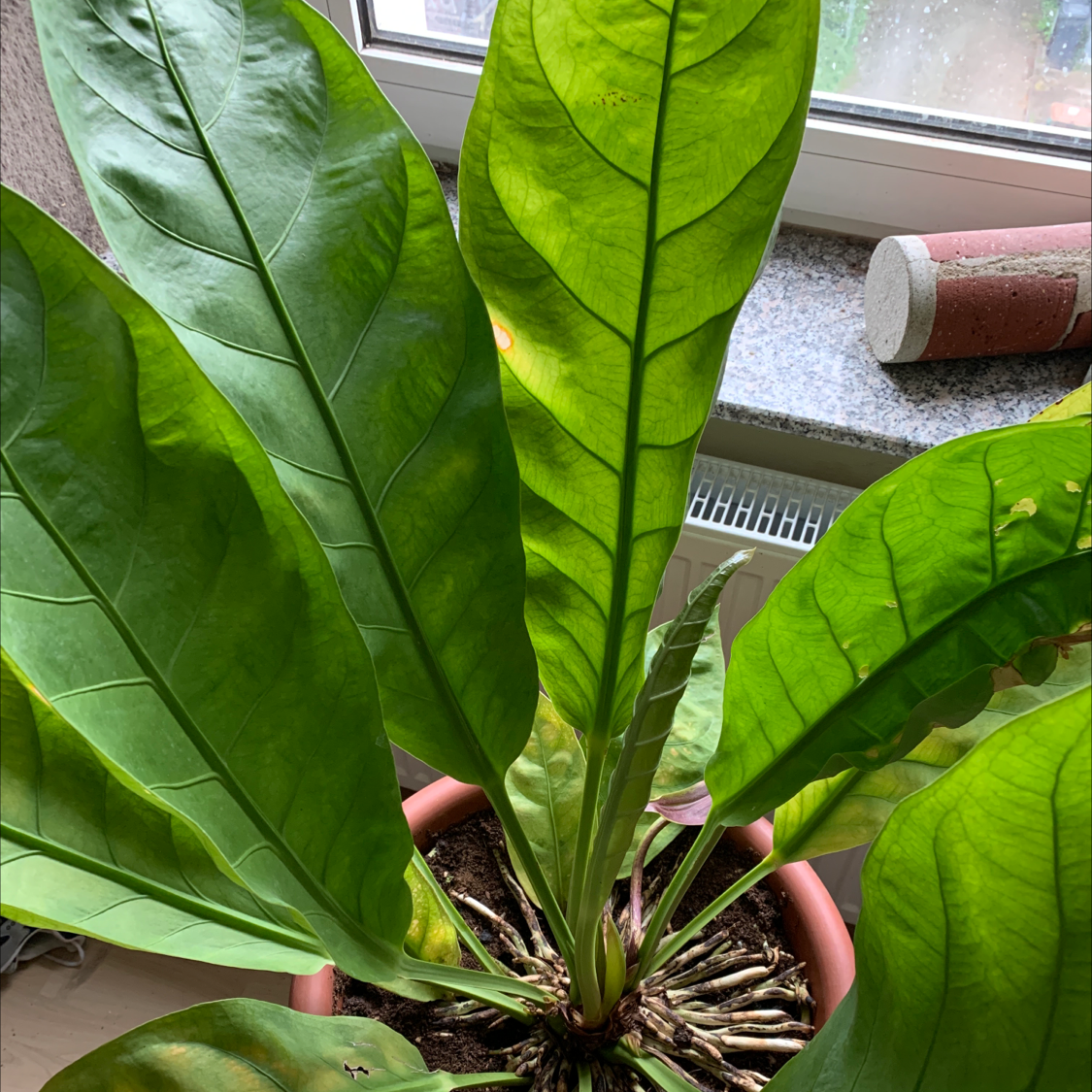 Photo of the plant species Bird's nest anthurium by @Wardoo named Scarlett on Greg, the plant care app