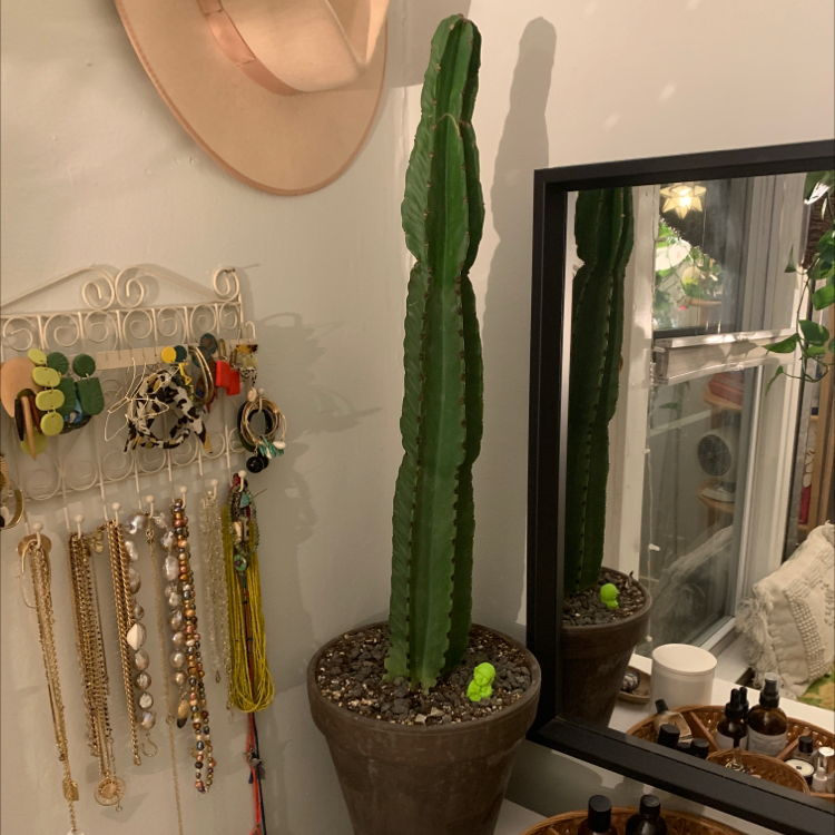Tall, healthy Hedge Cactus in a pot with household items in the background.