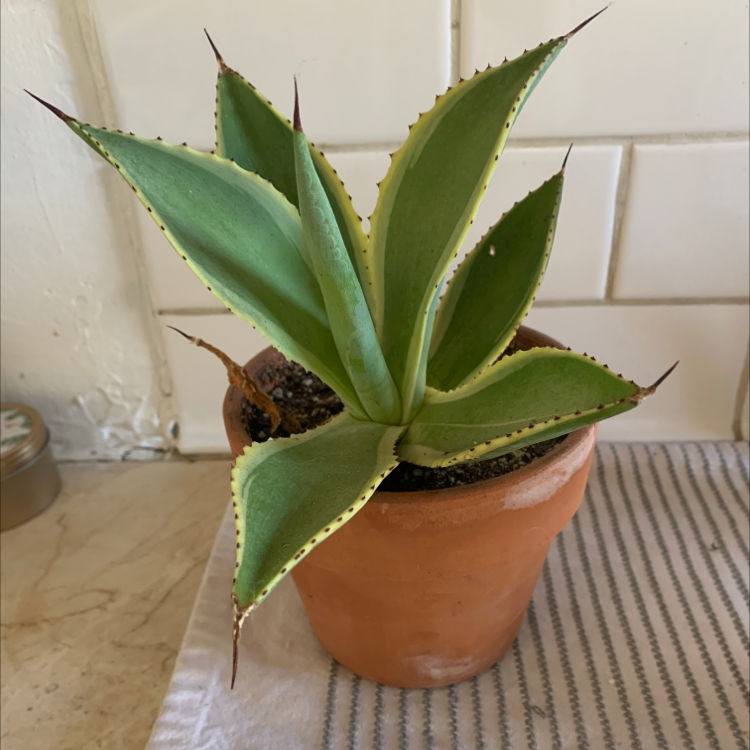 Close-up of a healthy potted century plant with wide green succulent leaves.
