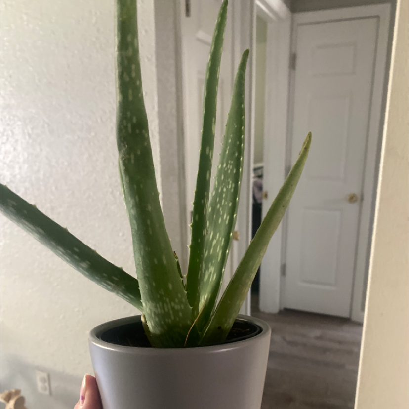 Aloe vera plant photo by Taylor named Maya on Greg, the plant care app.
