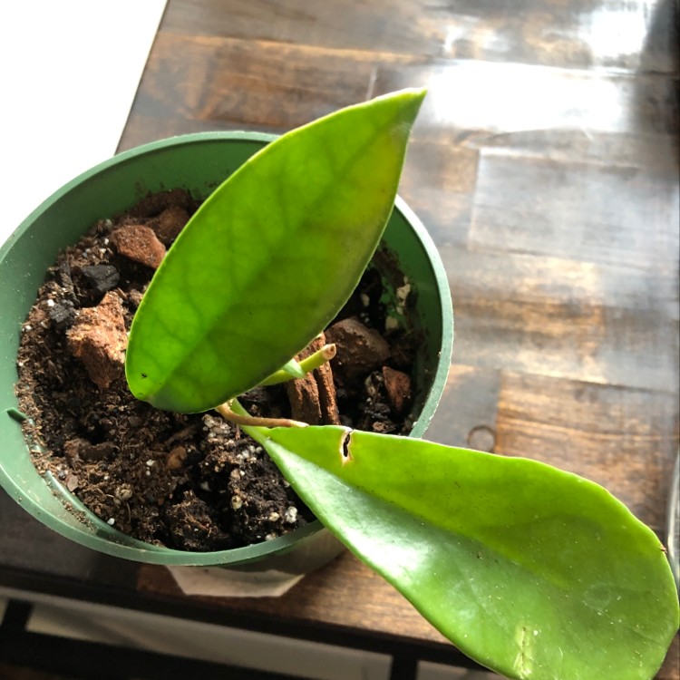Close-up of a healthy waxplant with thick, glossy green leaves in a green plastic pot on a wooden surface.