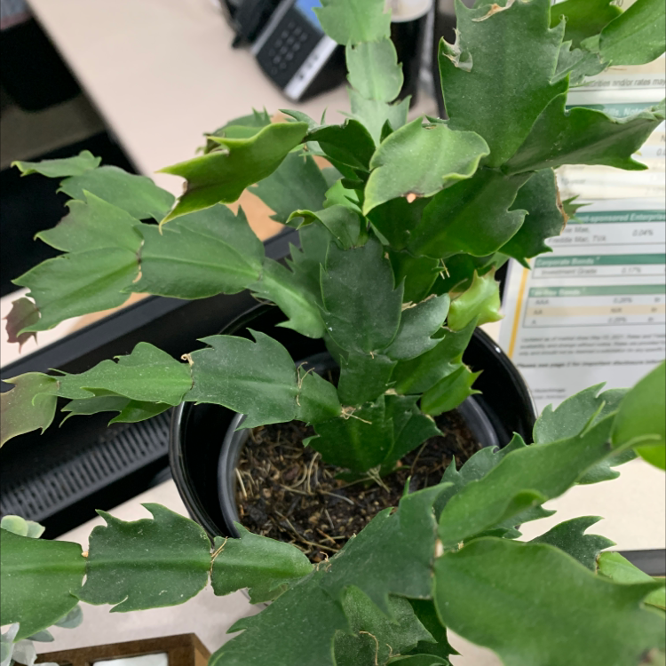 False Christmas Cactus plant photo by Katrine named Your plant on Greg, the plant care app.