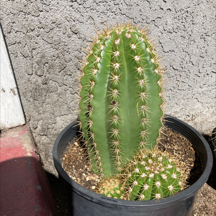 Sun Goddess Barrel Cactus in a black pot with visible soil, well-framed and in focus.