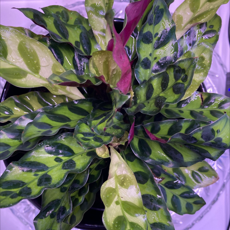 Rattlesnake Plant plant photo by @CXSwan2187 named Luna on Greg, the plant care app.