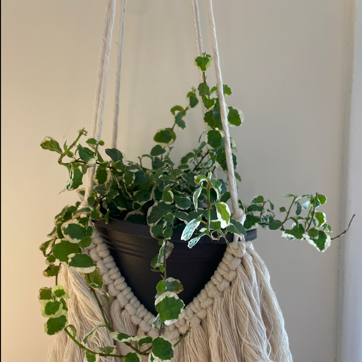 Photo of the plant species White-Edged Swedish Ivy by @angelishmari42 named Sophia on Greg, the plant care app
