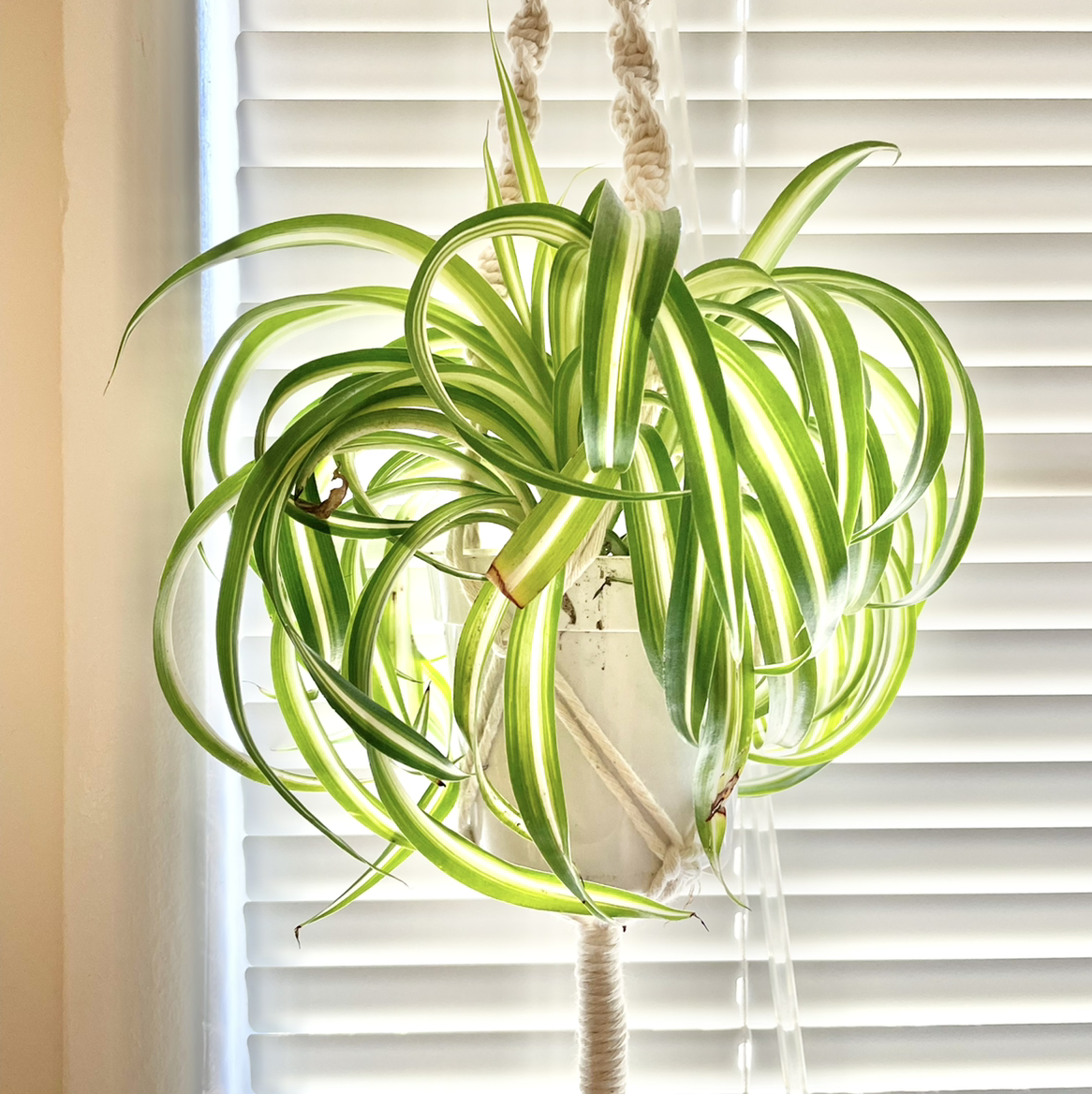 Photo of the plant species Spider Plant by @angelishmari42 named aragog on Greg, the plant care app