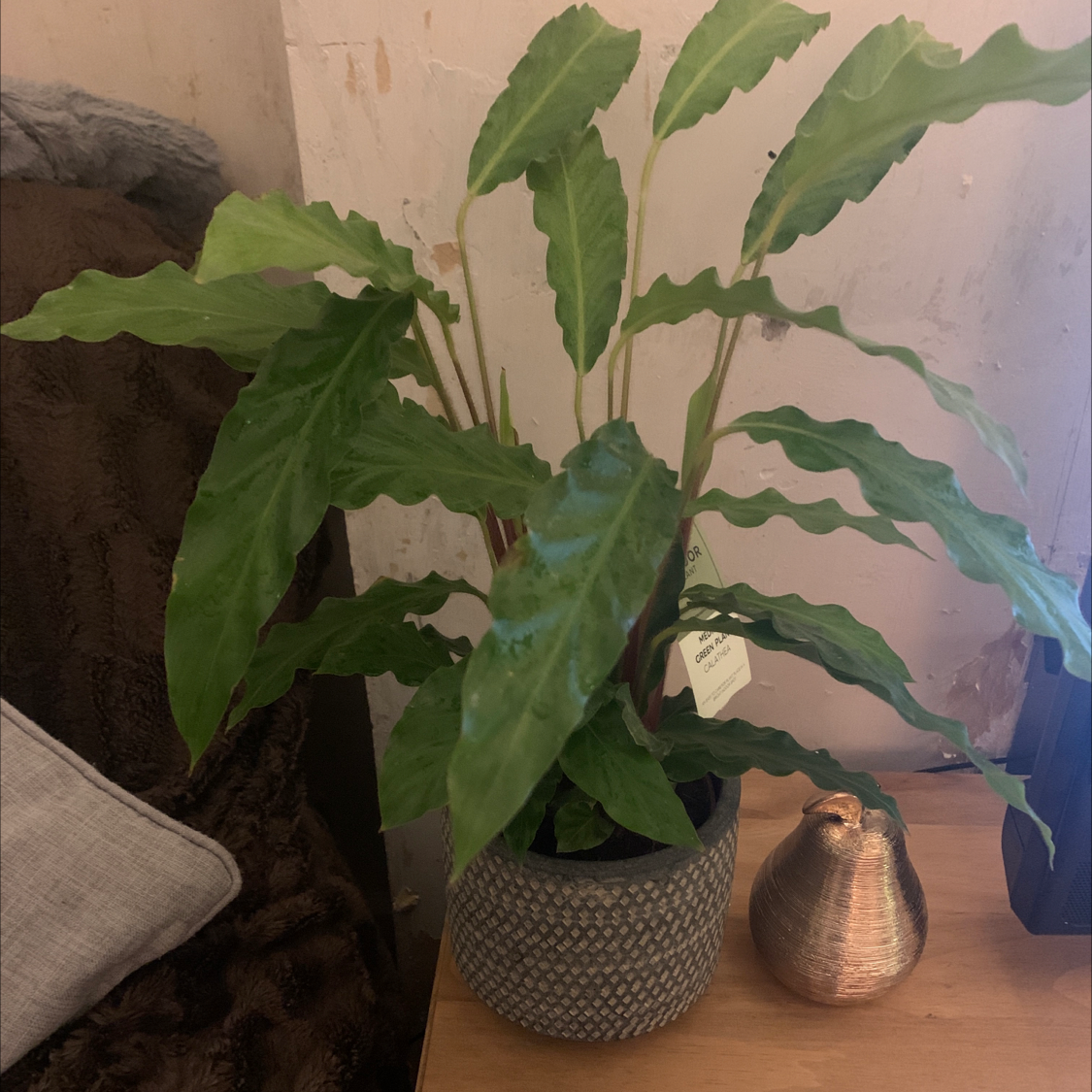 Indoor potted Furry Feather Calathea with green wavy leaves on a wooden surface.