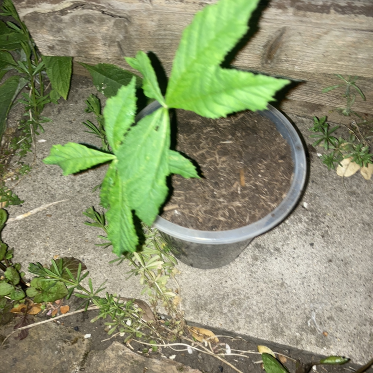 Photo of the plant species Chestnut Oak by Natasha named Charlie on Greg, the plant care app