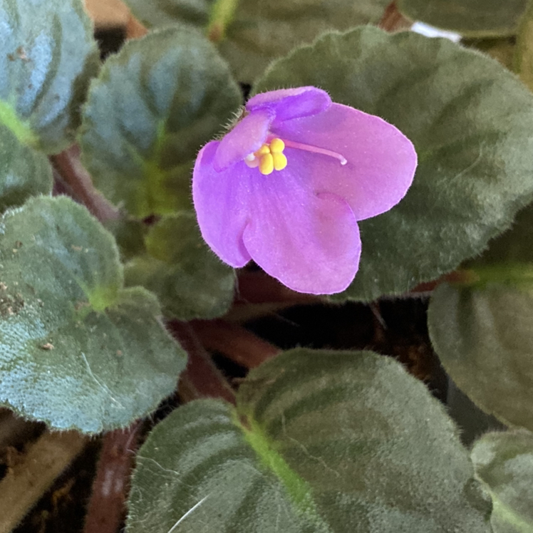 African Violet plant photo by @fancyplant named Violet on Greg, the plant care app.