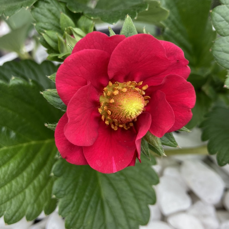 Photo of the plant species California Strawberry by @fancyplant named Scarlet O’Berry on Greg, the plant care app