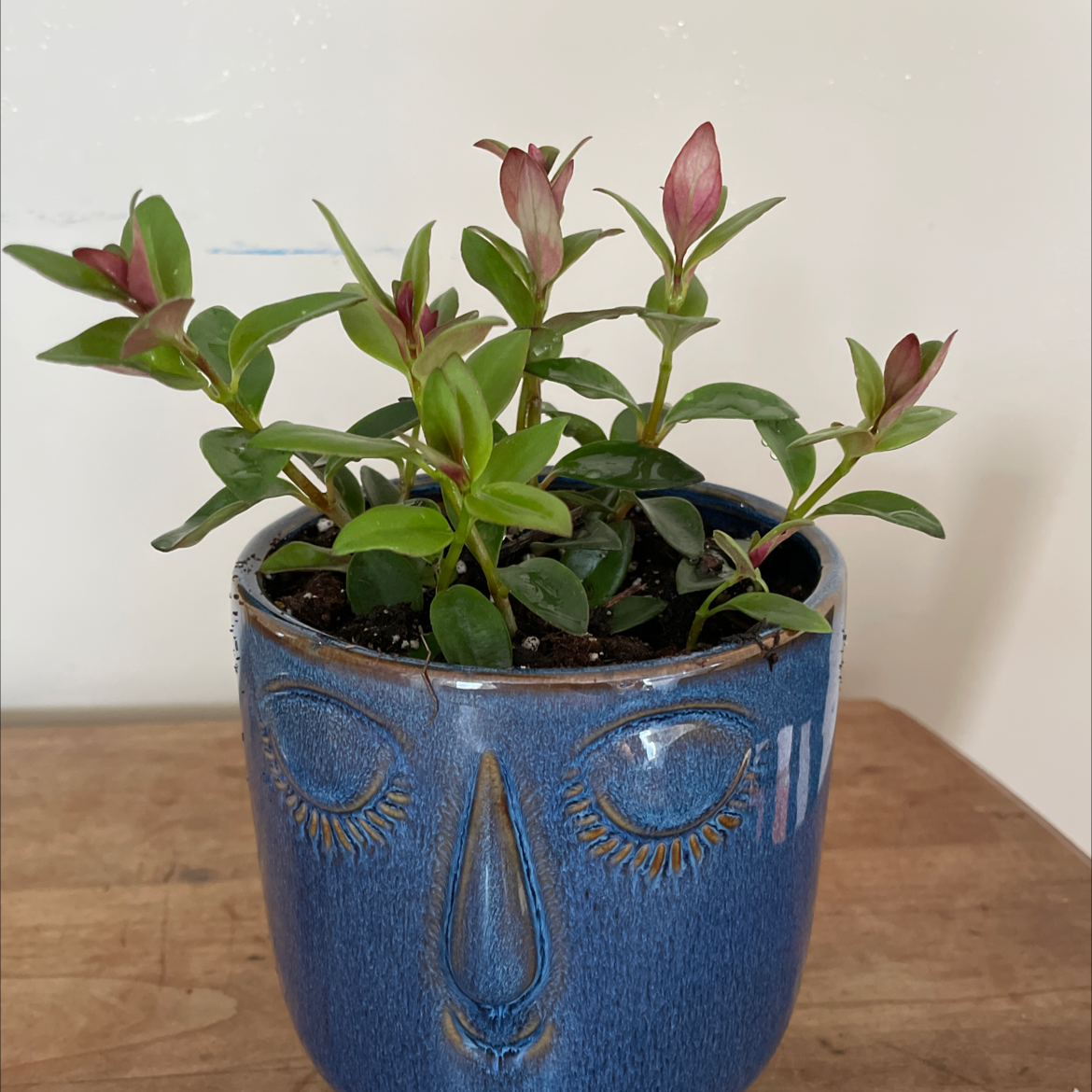 Goldfish Plant in a decorative blue pot with vibrant green leaves and reddish new growth.