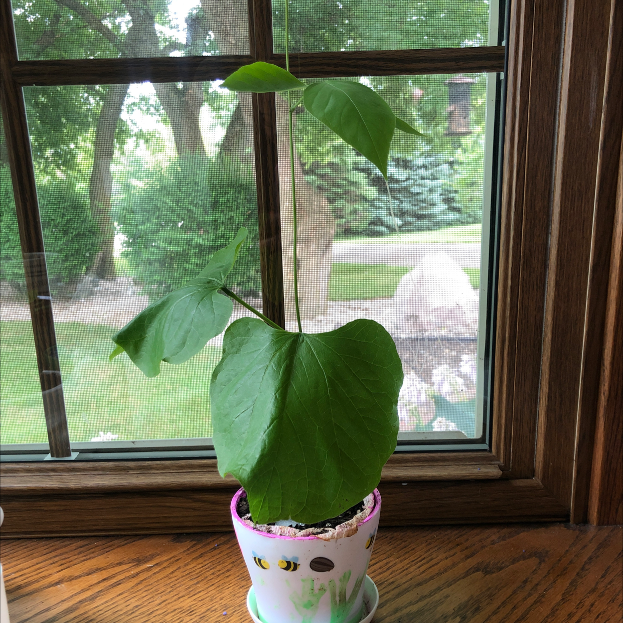 Photo of the plant species Runner Bean by Kellie named Jack on Greg, the plant care app