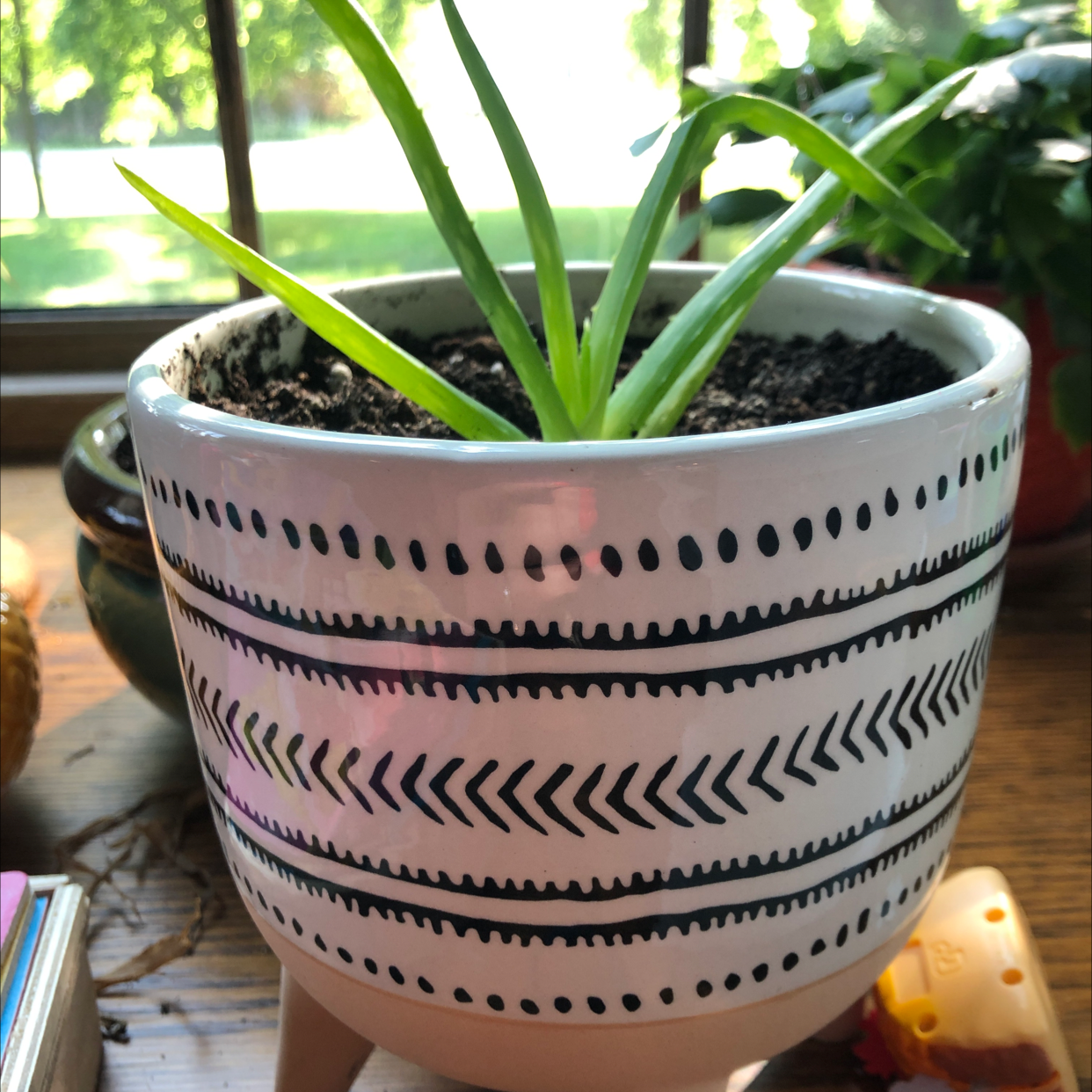 Aloe vera plant photo by Kellie named Joy on Greg, the plant care app.