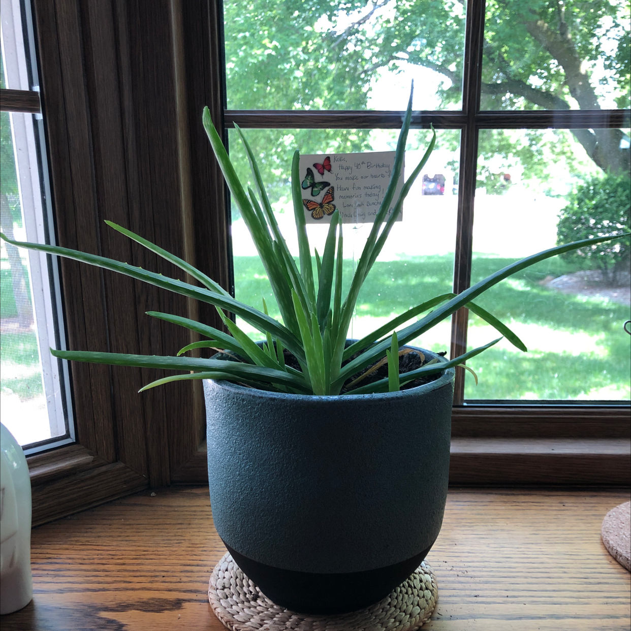 Aloe vera plant photo by Kellie named Belinda on Greg, the plant care app.