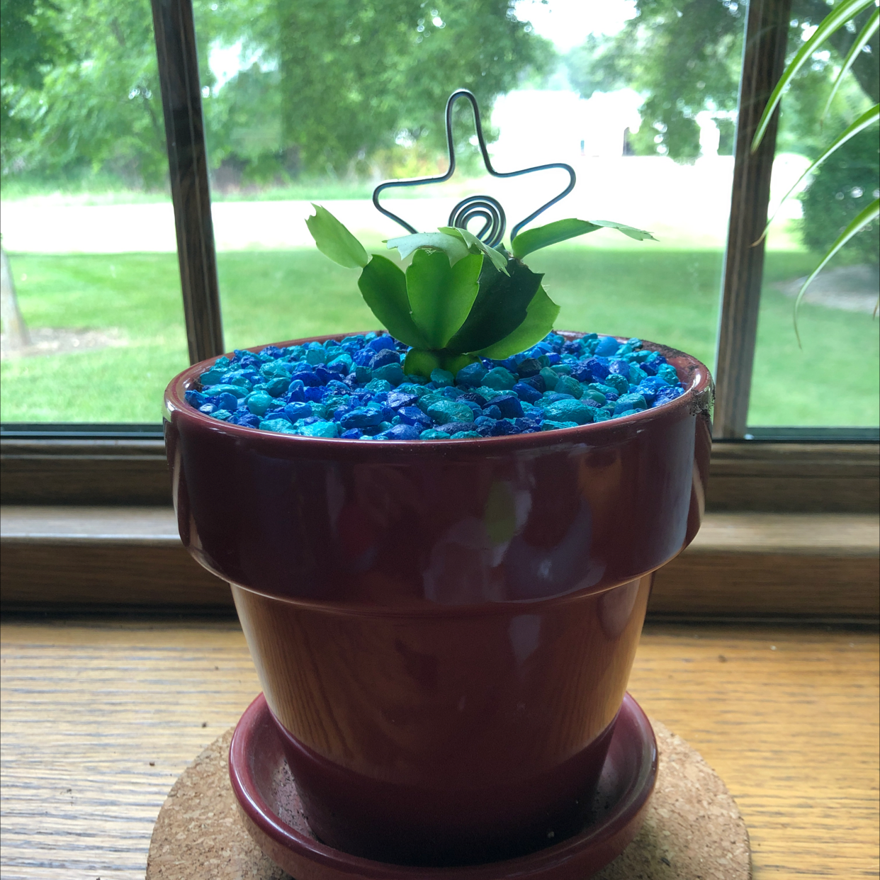 False Christmas Cactus plant photo by Kellie named Lou on Greg, the plant care app.