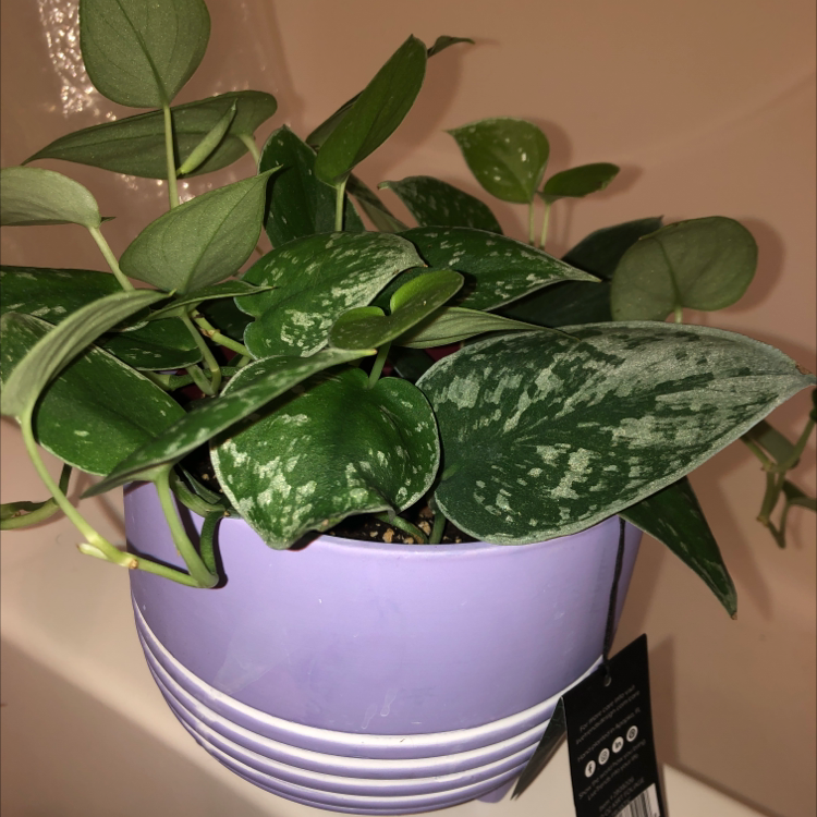 Healthy, thriving Satin Pothos plant with lush, green and silver variegated leaves growing in a white pot indoors.