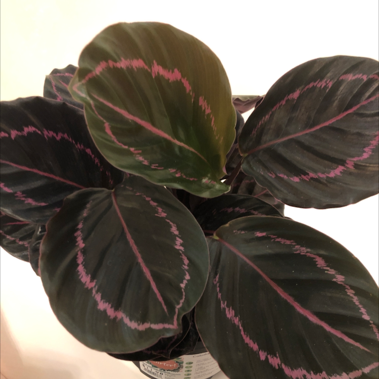 Prayer Plant Dottie with dark green leaves and pinkish-red veins, appearing healthy.